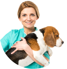 categoría servicios